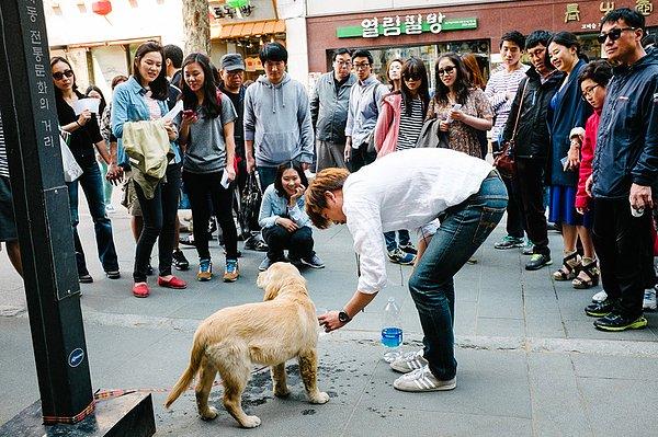 23. "Büyük köpek cinsleri Kore'de pek yaygın değil. Ben lavabo ararken Golden yavrumu sokağa bağlayınca epey ilgi çekti. Geri döndüğümde durum buydu."