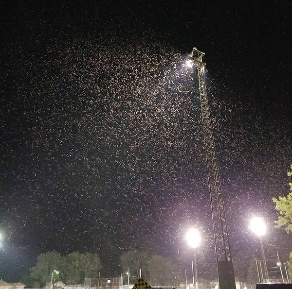 4. "Evet. Bunlar böcek. Mayıs sinekleri yaşadığım yeri ziyaret ediyor."
