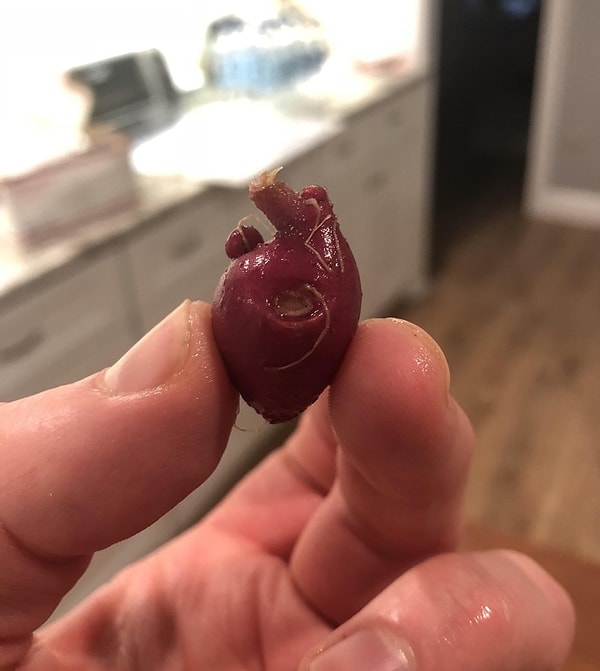 14. Bu minik kırmızı patates kalbin anatomik yapısına benziyor.