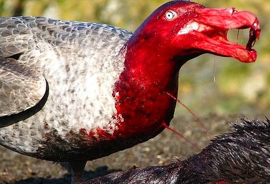 Vahşi Doğa Kalıbının Hakkını Acımadan Vermeyi Başaran 20 Hayvanat Manzarası