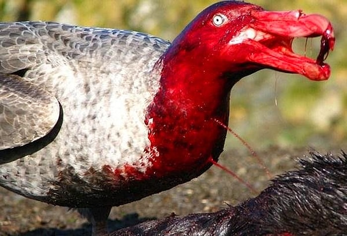 Vahşi Doğa Kalıbının Hakkını Acımadan Vermeyi Başaran 20 Hayvanat Manzarası