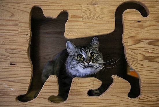 🐾 Rehabilitasyon Hizmeti de Var: Bu Otelin Konukları Sadece Kediler!