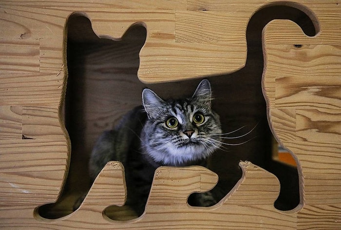 🐾 Rehabilitasyon Hizmeti de Var: Bu Otelin Konukları Sadece Kediler!