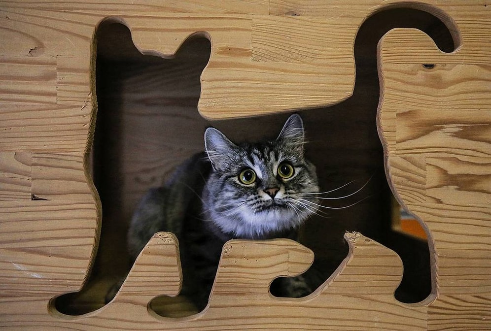 🐾 Rehabilitasyon Hizmeti de Var: Bu Otelin Konukları Sadece Kediler!