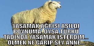 Kurban Bayramında Yaptıkları Paylaşımlarla 200 Dolar Harçlık Alınmış Kadar Mutlu Eden 17 Mizahşör