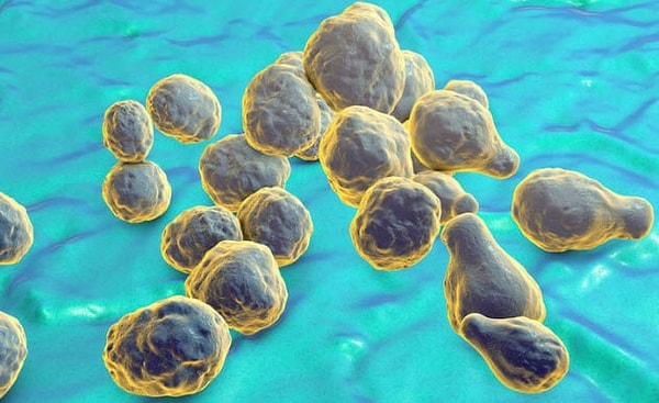 4. Увеличится число видов, способных переносить радиацию