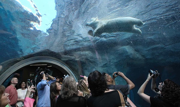 7. Валлаби - это почти то же самое, что и...