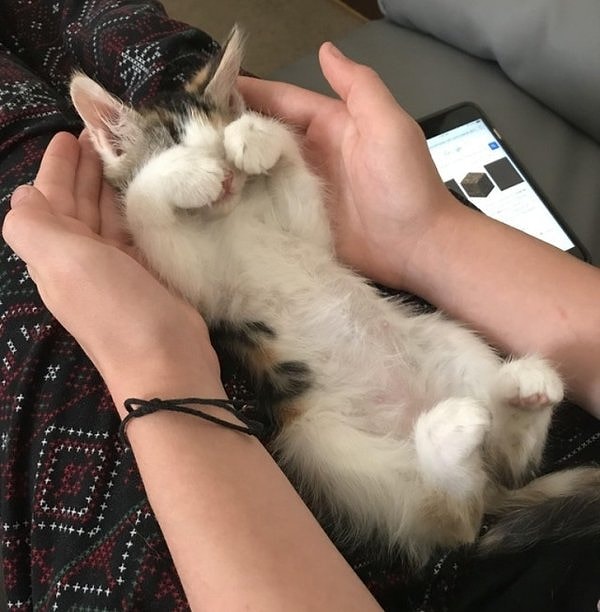 13. "Мой парень прогуливался по улице со своей собакой и услышал писк. Затем он увидел этого малыша. Мы назвали его Суши. Теперь он будет жить у нас".