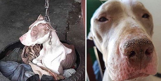 История спасения собаки, которую подвесили на цепь так, что она не могла даже пошевелить головой
