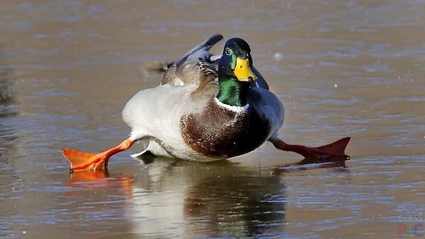 4. Утки - уникальные животные, ведь они могут ходить по земле, летать по воздуху и плавать по воде.