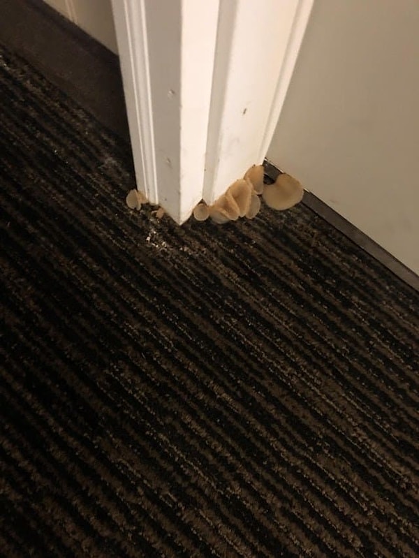 3. А как вам этот ковёр, который уже начал обрастать грибами? 😒