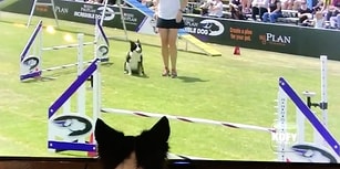Katıldığı Yarışmayı Ekran Başından İzlerken Heyecandan Yerinde Duramayan Köpek
