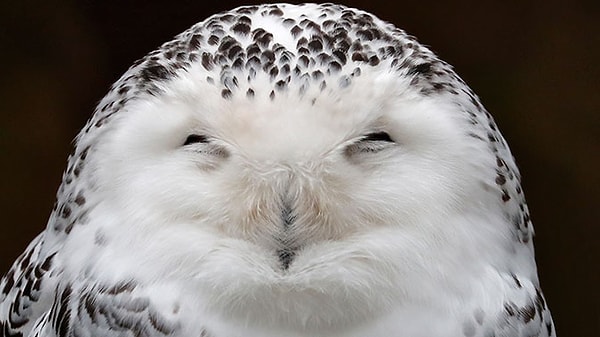 4. Вы когда-нибудь видели сову в реальной жизни?