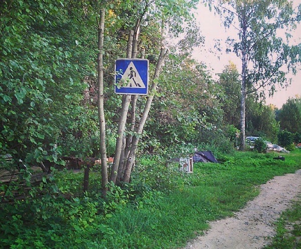 12. Зебра, по всей видимости, притаилась в кустах