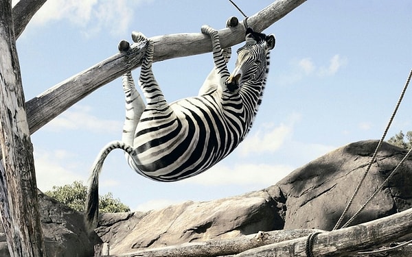 6. Способность к мгновенной адаптации