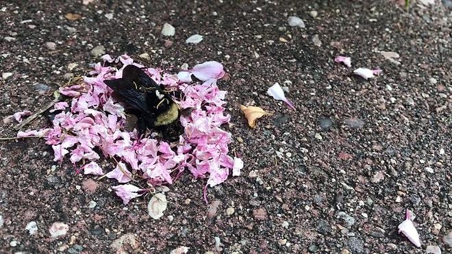 Hayatını Kaybeden Arının Etrafını Çiçek Yapraklarıyla Donatan Karıncalar