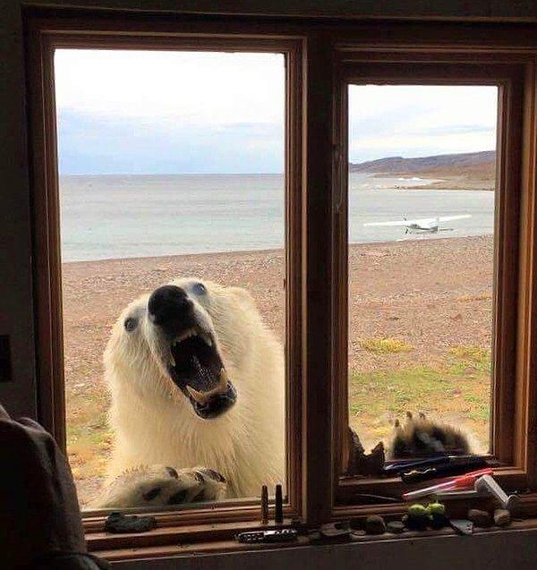 19. "Kuzey Kanada'da aç bir kutup ayısı."