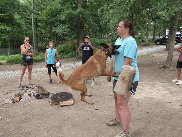 9. "Arkadaşım bir köpek eğiticisi. Bu harika fotoğrafı, eğitimlerinden birinden paylaşmış."