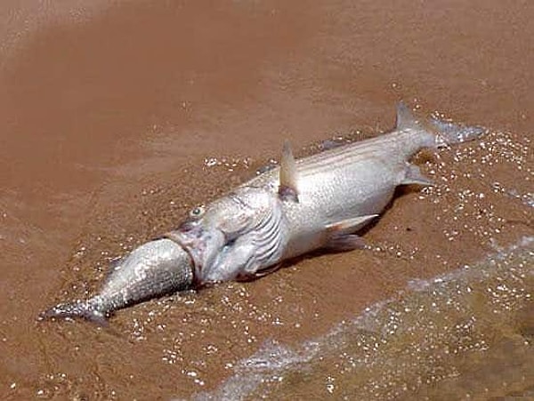 3. Это я в Макдоналдсе заказала Биг Тейсти