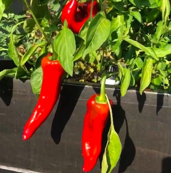 5. Можете не верить, однако знаменитый DJ также выращивает перцы! 🌶 P.S. Не находите ничего общего со своей бабушкой???