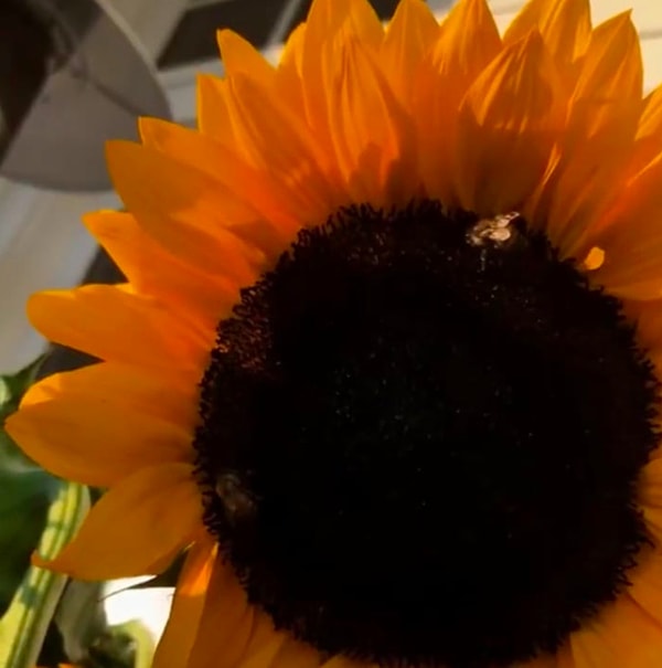 6. А ещё подсолнухи... 🌻