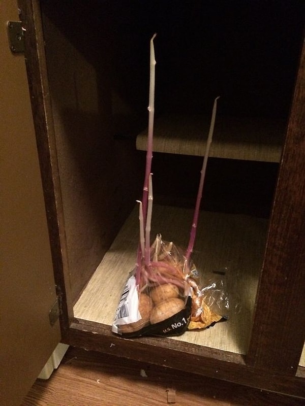 12. "Забыл о том, что в шкафу лежит картошка"