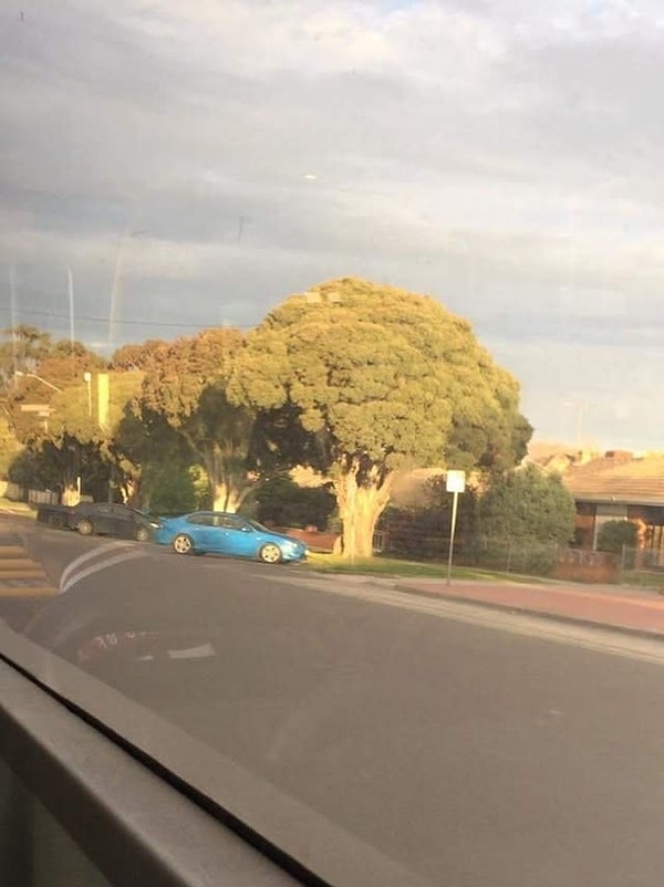 8. Деревья словно гигантские брокколи. Почему бы и нет?