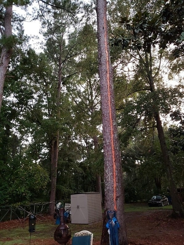 14. Или идеальное дерево: