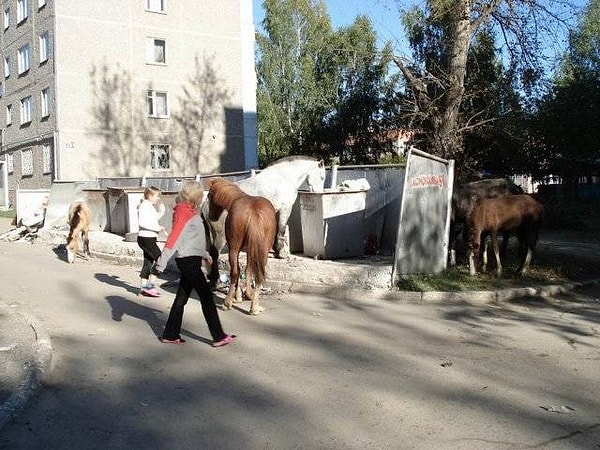 12. Только в России можно увидеть, как лошади пасутся у мусорки