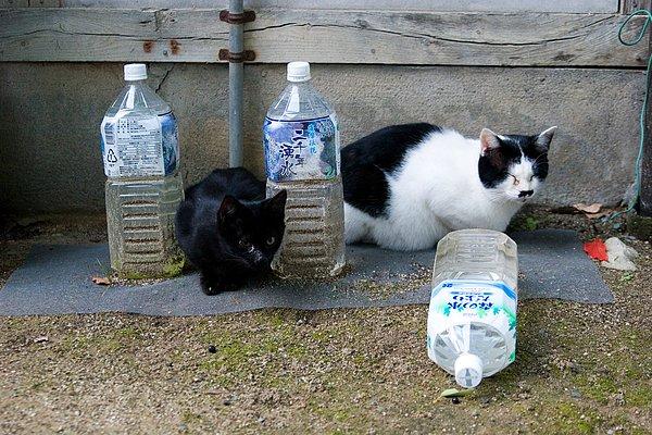 Japonlar, bu plastik şişeleri suyla doldurup dışarıya koyduklarında ise şişeler ‘nekoyoke’ yani ‘kedi korkutan’ adını alıyor. Eve dadanan kedileri korkutmak için şahane bir yöntem!