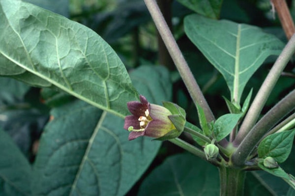 15. Растение, которое использовали для расширения зрачков