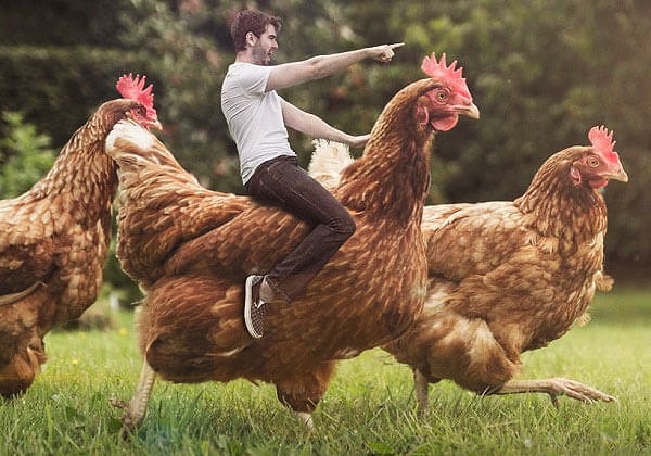 8. А одна супружеская пара и вовсе потребовала, чтобы с ними в номере проживала... курица 🐔