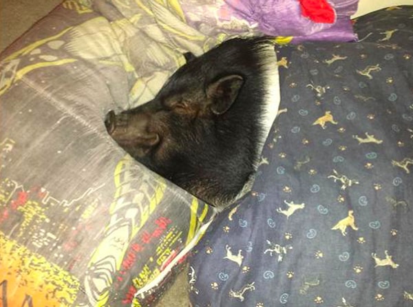 1. Женщина попросила номер с двумя отдельными кроватями: одной для неё, а второй для её... свинки 🐷