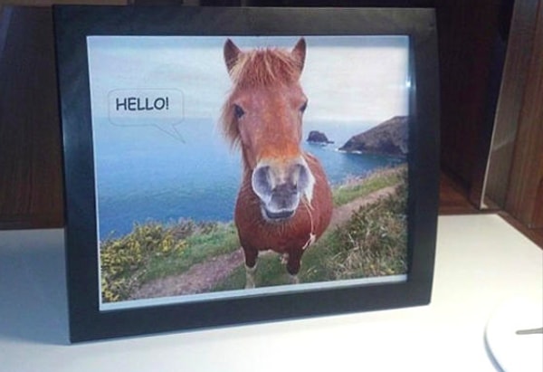 10. А ещё один гость попросил фото лошади, которая произносит приветствие.