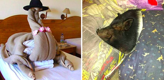 Самые странные запросы, которые когда-либо получали постояльцы отелей