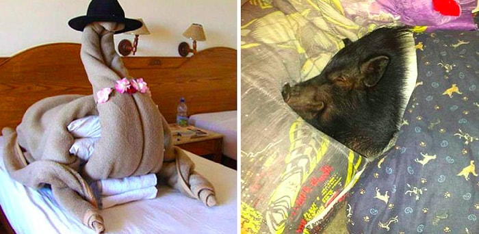 Самые странные запросы, которые когда-либо получали постояльцы отелей