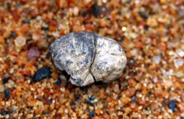 1. Эта жвачка была найдена в Финляндии, и ей уже 5000 лет. Тогда люди жевали бересту, чтобы избавиться от инфекции полости рта, а затем использовали импровизированную жвачку в качестве клея.