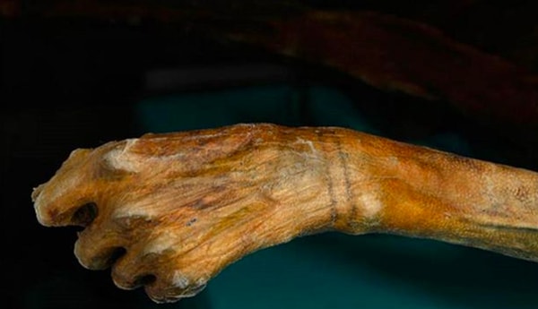 2. Это самая старая тату. Мужчина был обнаружен во льдах в Австралии, а возраст его составлял 5200 лет. Всего на его теле нашли 61 тату, которые делали втиранием в разрезы на коже древесного угля (скорее всего, в лечебных целях).