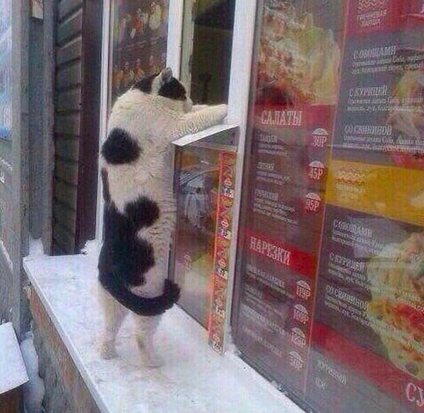 17. Ну а уличная еда из ларёчков вообще достойна отдельного внимания (и не только от людей) 😂