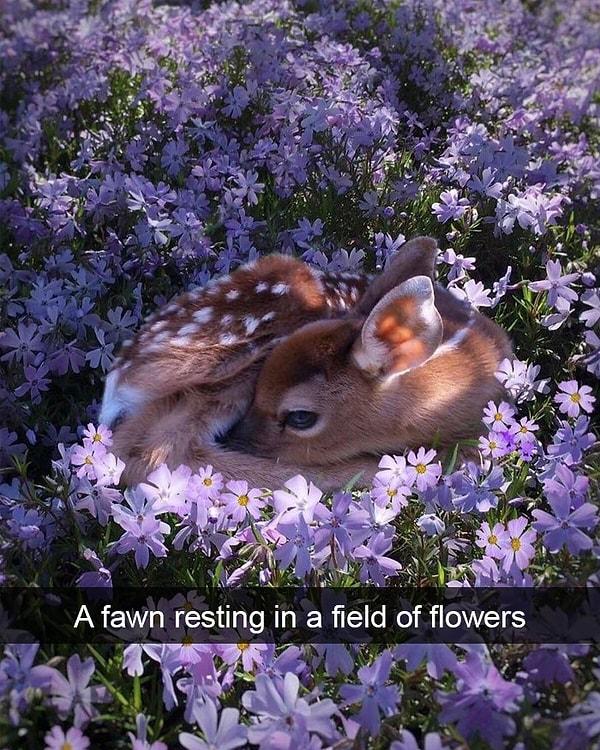 4. "Çiçek tarlasında dinlenen karaca yavrusu."
