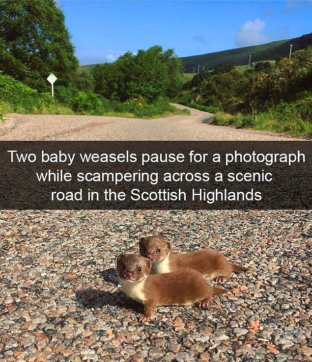 7. "İskoç yaylalarında manzaralı bir yolda bir fotoğraf için duraklayan iki yavru sansar."