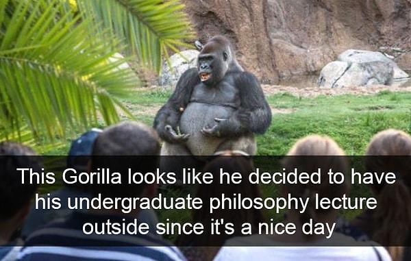 19. "Bu goril hazır hava güzelken üniversitedeki Felsefe dersini dışarıda yapmaya karar vermiş gibi duruyor."