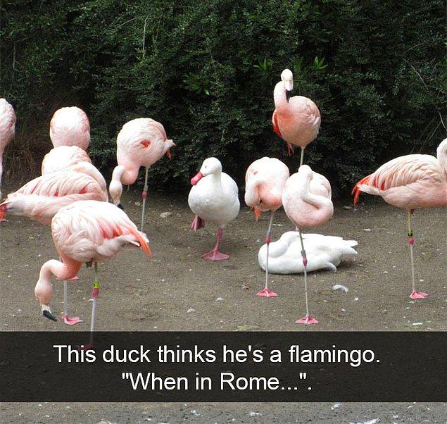 21. "Bu ördek flamingo olduğunu zannediyor."