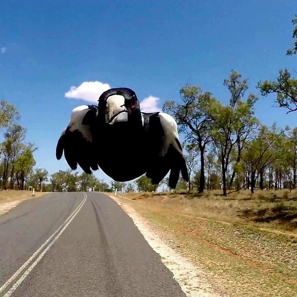 8. Берегись, впереди злая птица!