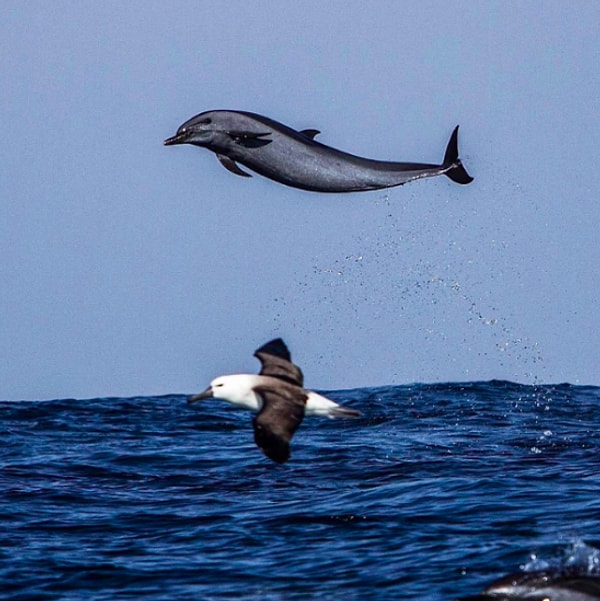 10. Альбатросам, наверное, жутко неудобно видеть, что дельфины могут летать в два раза выше них 😅