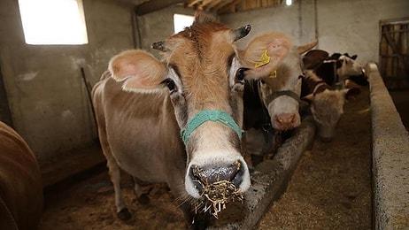 Et ve Balık Kurumu 'Endişe Edecek Bir Durum Yok' Dedi: Brezilya'dan İthal Edilen Hayvanlarda 'Şarbon Pozitif'