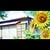 helianthus