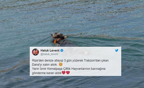 Haluk Levent Yine Devrede! Yüzerek Rize'den Trabzon'a Firar Eden Boğa Kesilmeyecek