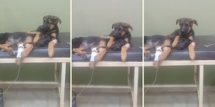 Tedavi Gören Kardeşinin Yanından Bir An Olsun Ayrılmayan Köpek