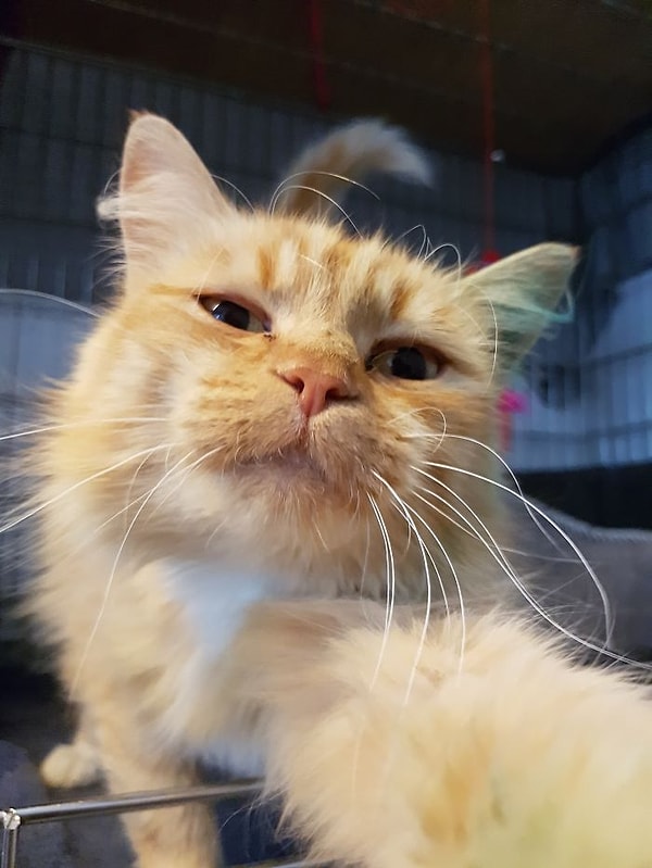 3. "Есть и такие дивы. Они предпочитают только делать селфи" 😻